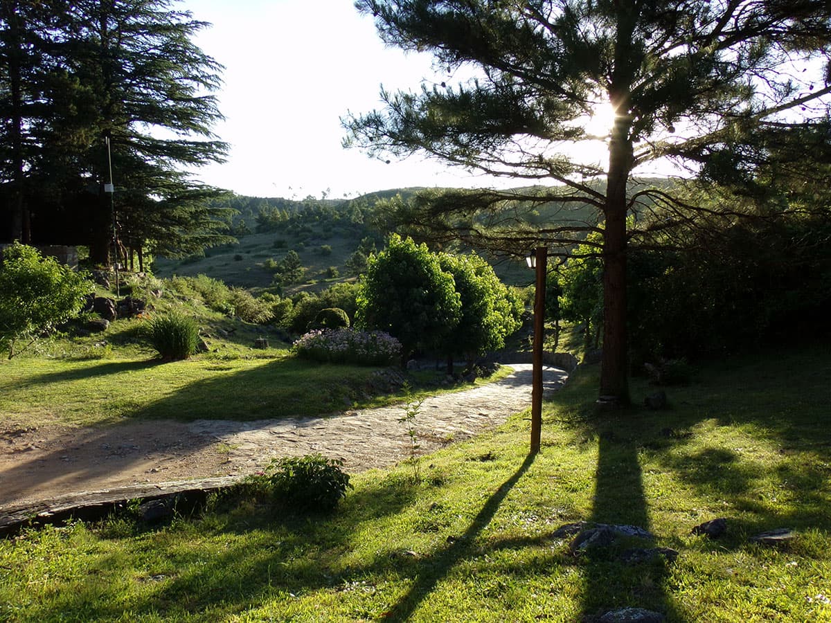 Sendero y arboleda